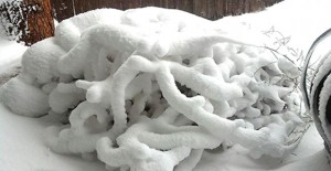 Snow built up on a tumbleweed in Clarendon Monday afternoon. Courtesy Photo / Erin Osburn