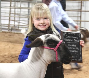  Presley Smith, daughter of Wes and Amanda Smith, proudly shows her award winning lamb during the pee wee show at the Donley County Junior Livestock Show on Saturday. Enterprise Photo / Kari Lindsey