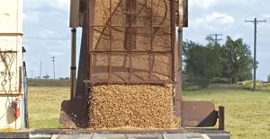 Greenbelt Peanut Company received its first truck of Donley County peanuts for the 2016 season last Friday, September 23. The Spanish peanuts were produced by Roger Wade. Courtesy photo 